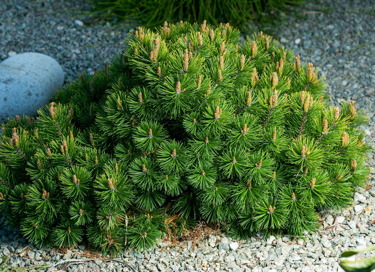 The 15 Best Plants for Rock Gardens