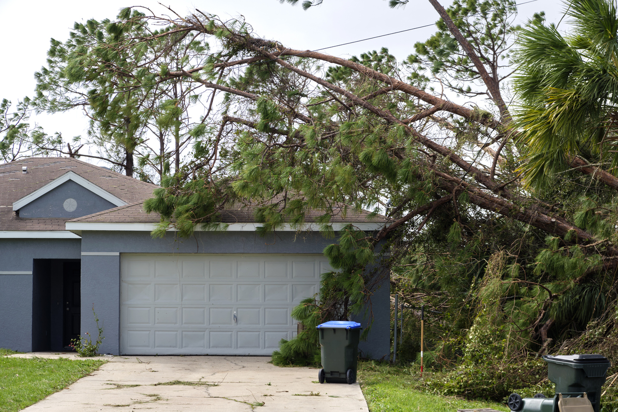 A large tree falls on the roof of a house.