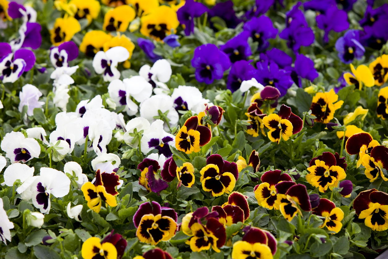 iStock-171370966 annual flowers pansy.jpg