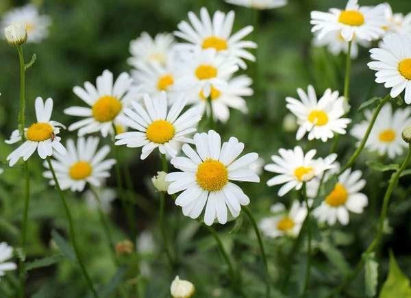 Shasta Daisy