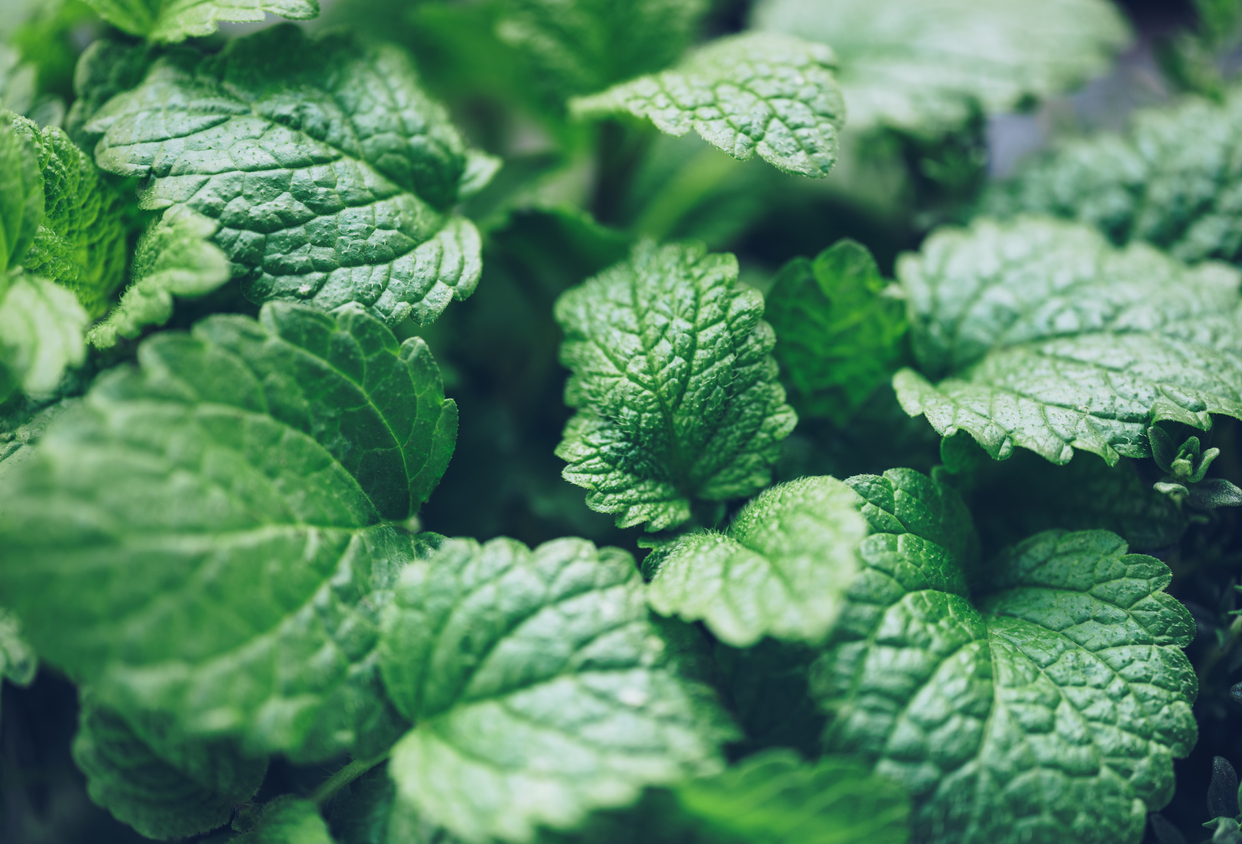 best herbs to grow indoors