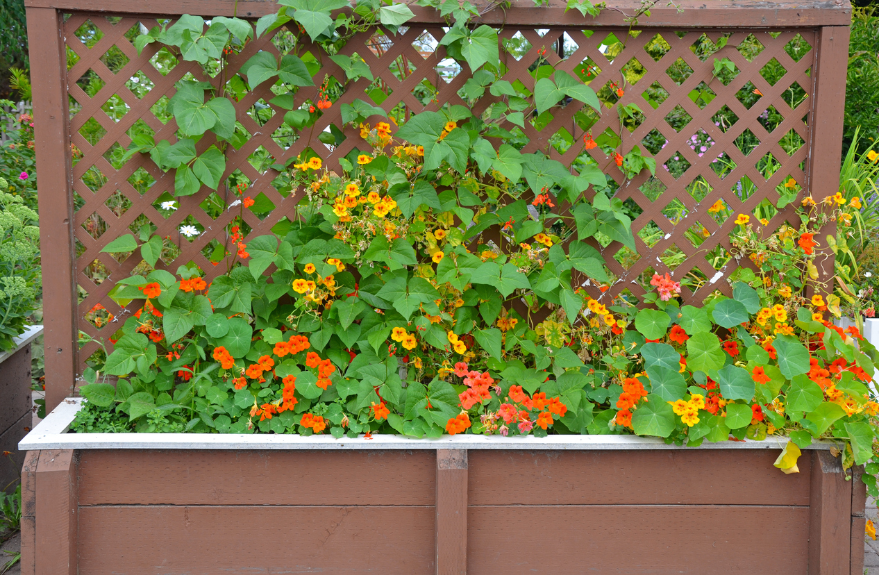 Orange and yellow nasturtium flowers growing on trellis