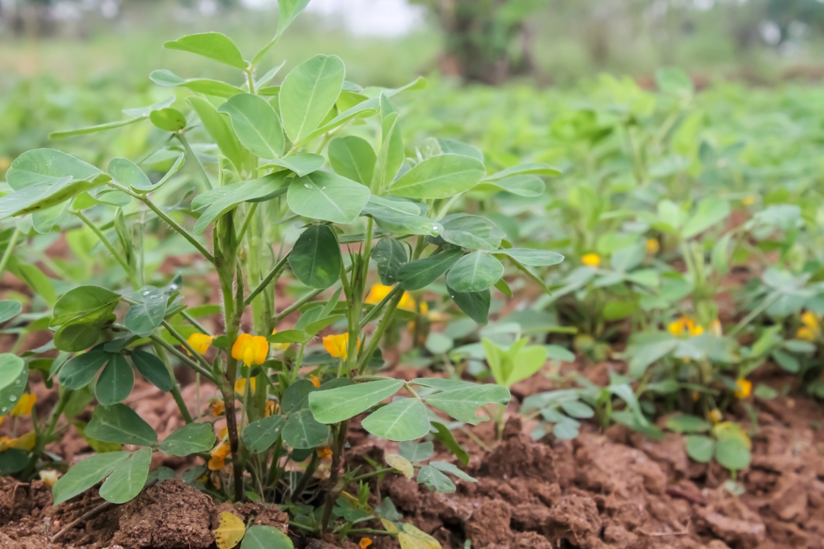 Yellow flowers bloomed on peanut plants