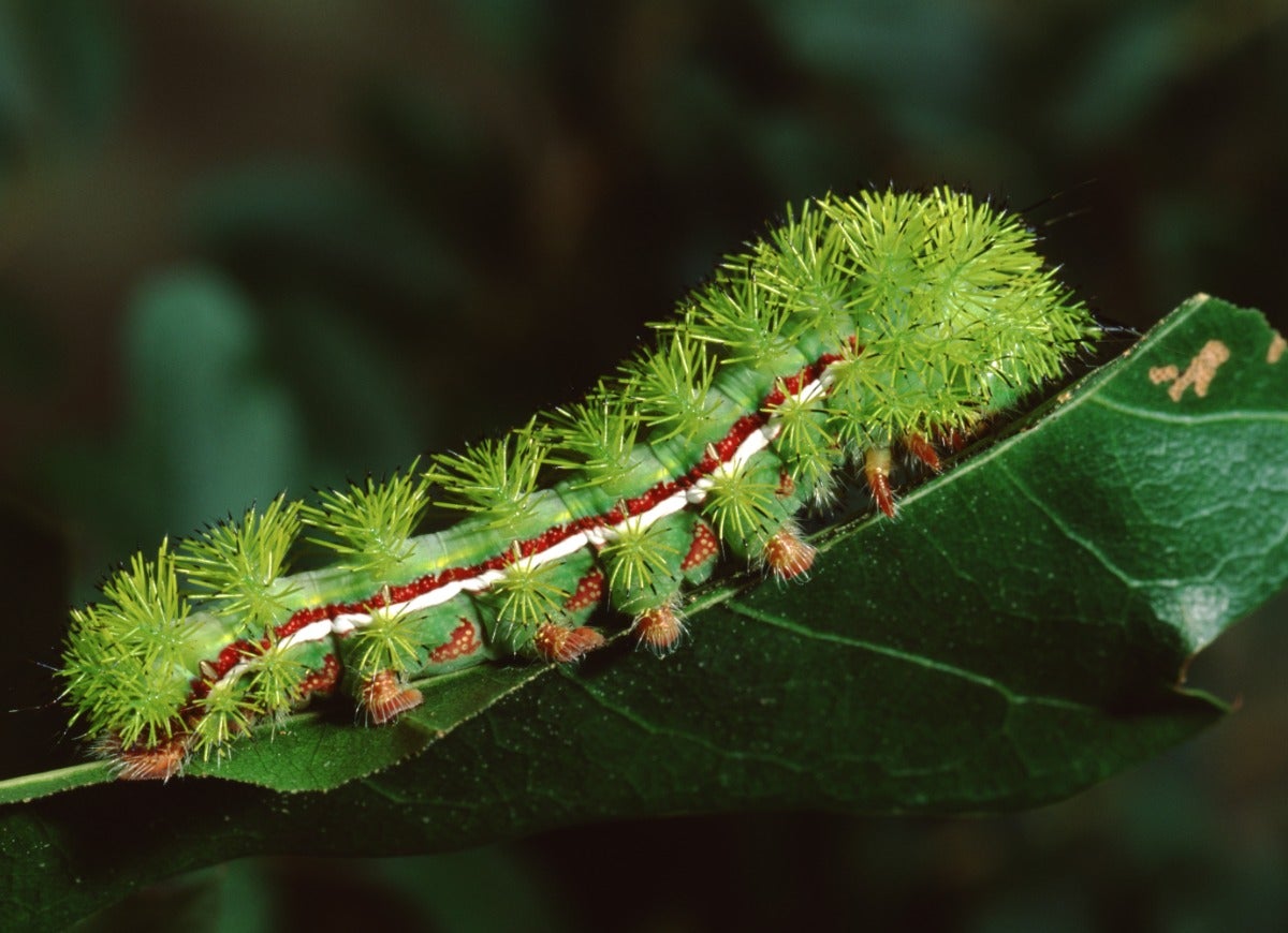 8 Stinging Caterpillars All Home Gardeners Should Be Aware Of