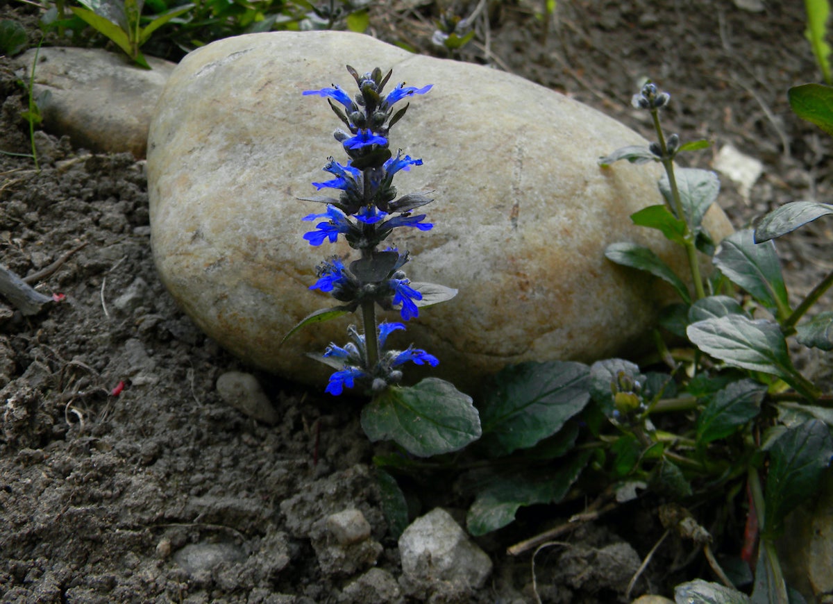 The 15 Best Plants for Rock Gardens