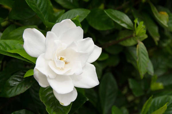 iStockplantes de patio gardénia