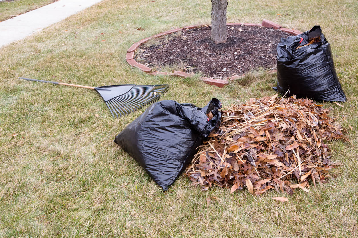 Leaf Removal Near Me