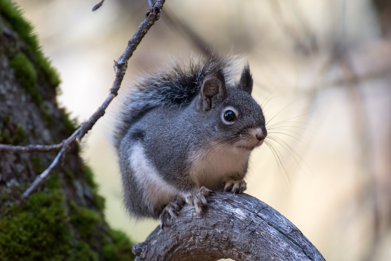 types of squirrels