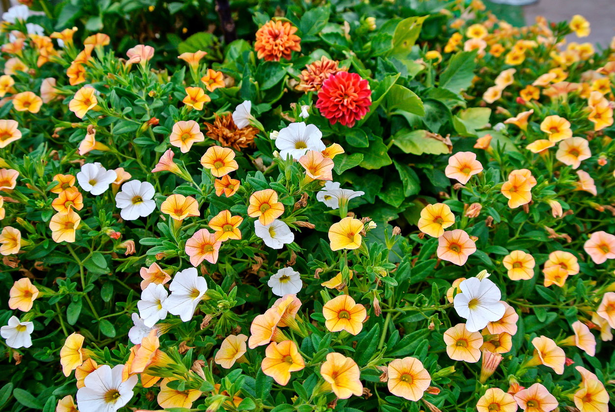 iStock-1213764570 annual flowers calibrachoa.jpg