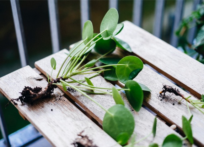 pilea care and propagating pilea