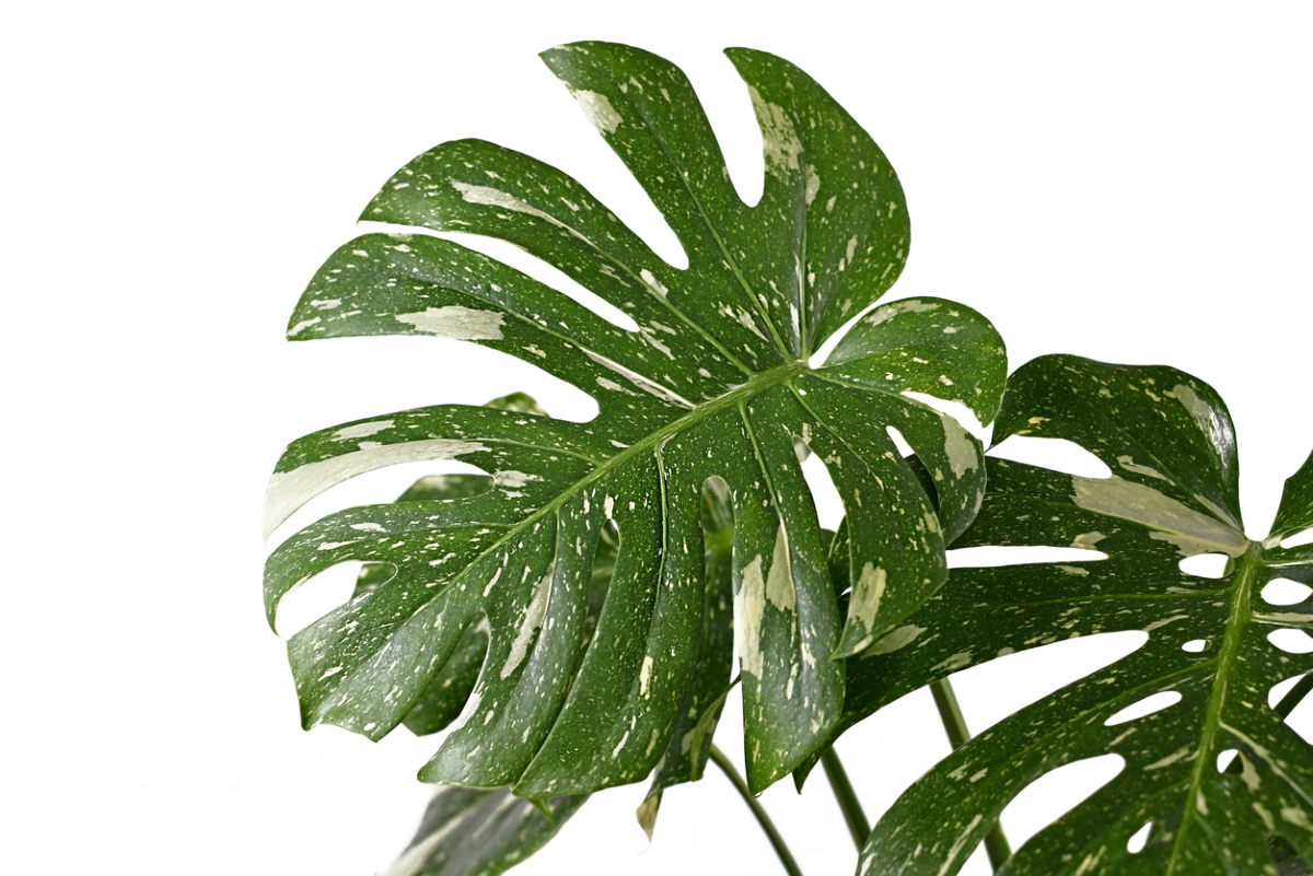 variegated plants - monstera