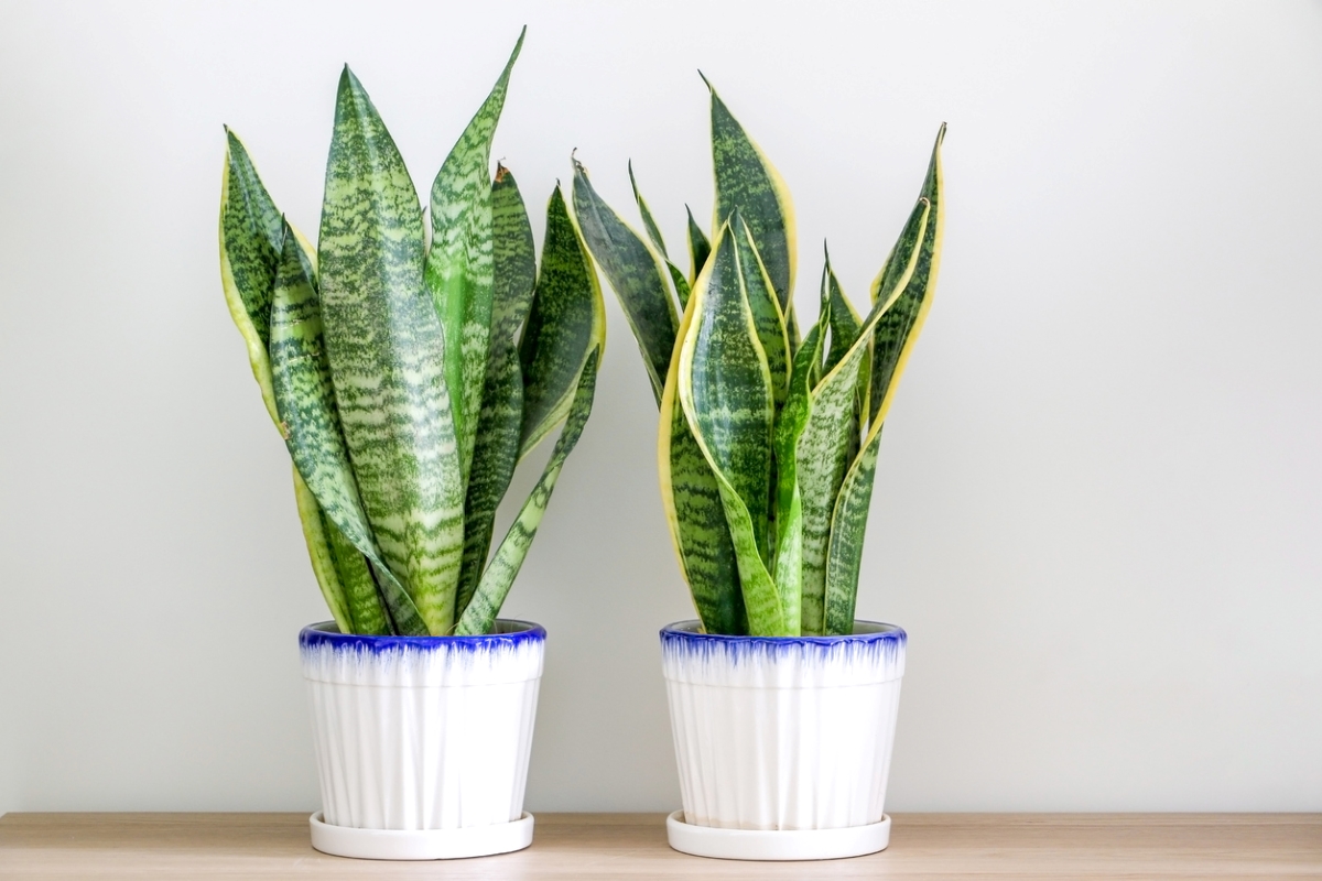 variegated plants - snake plant