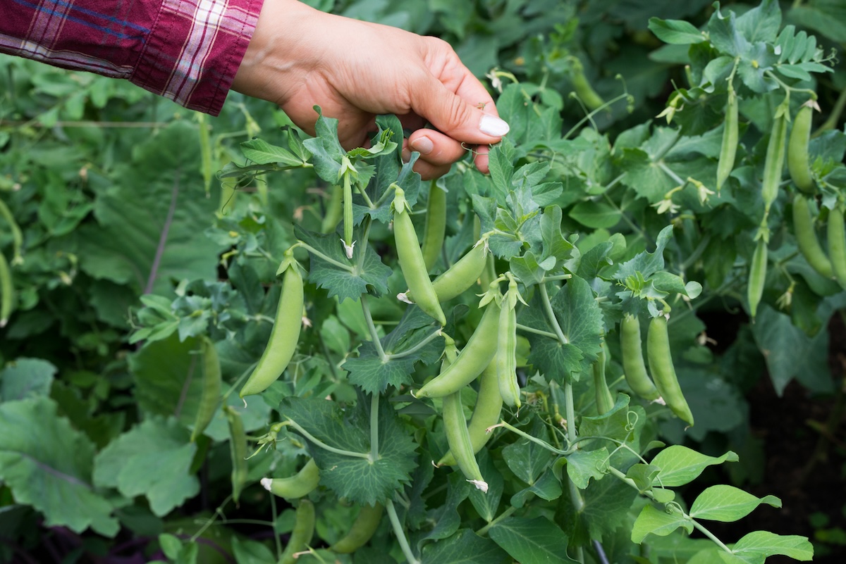 Cueillette de pois mange-tout.