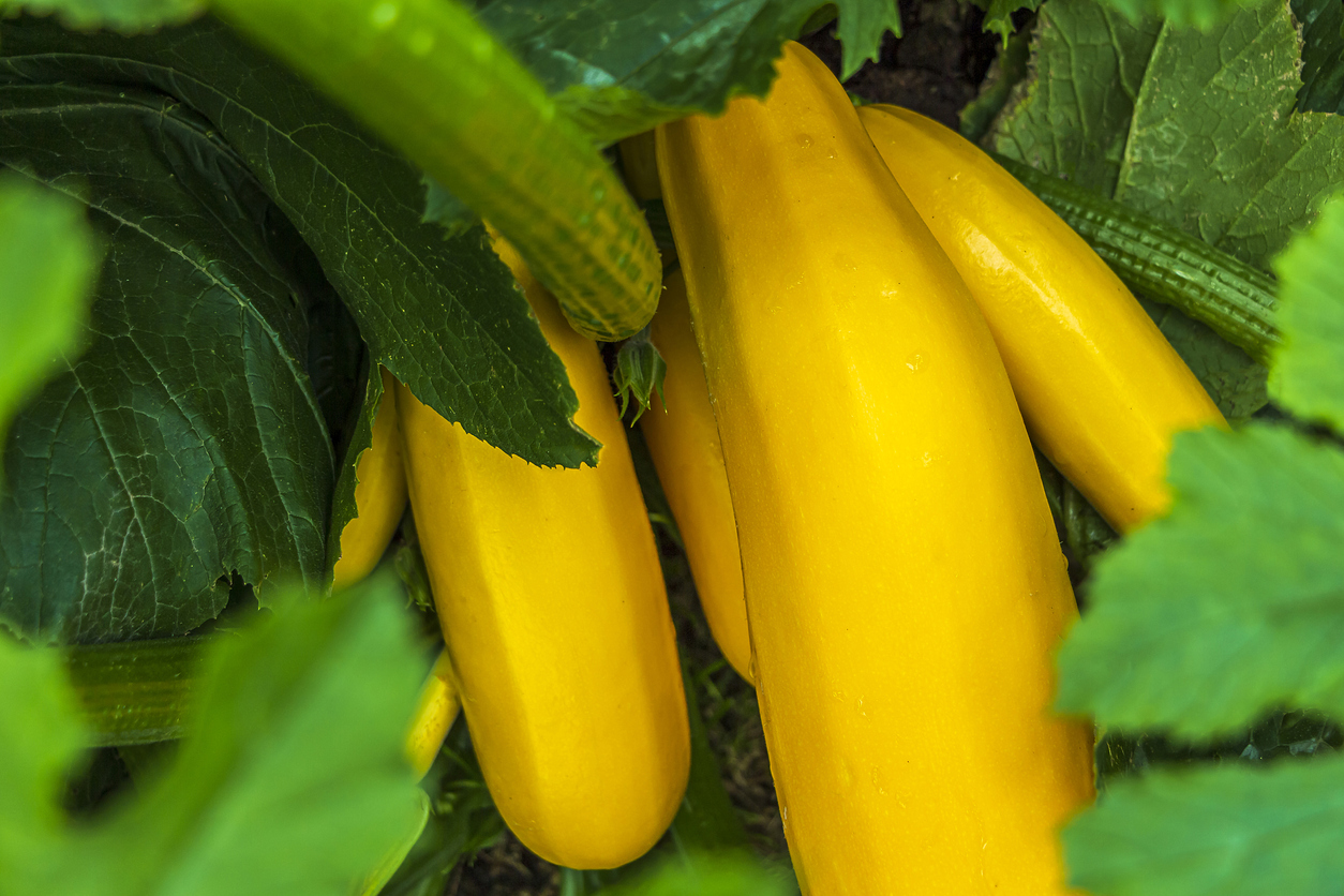 close view of yellow zucchini growing in a garden