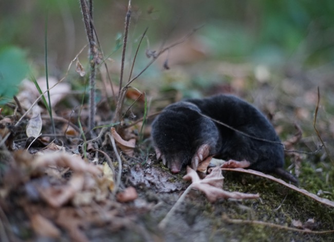 Vole vs. Mole: How to Tell Which Pest is Tunneling Through Your Yard and Garden