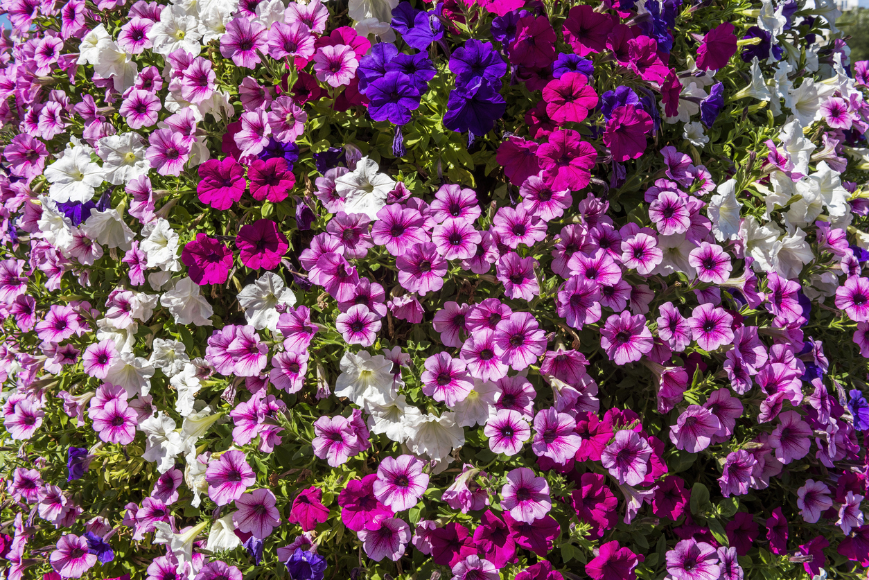 iStock-1045090126 annual flowers petunias.jpg