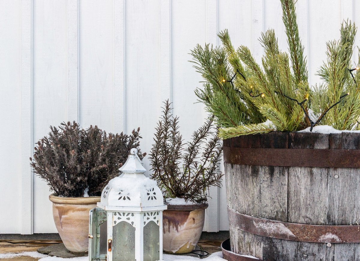 25 Ways to Enjoy Your Garden This Winter