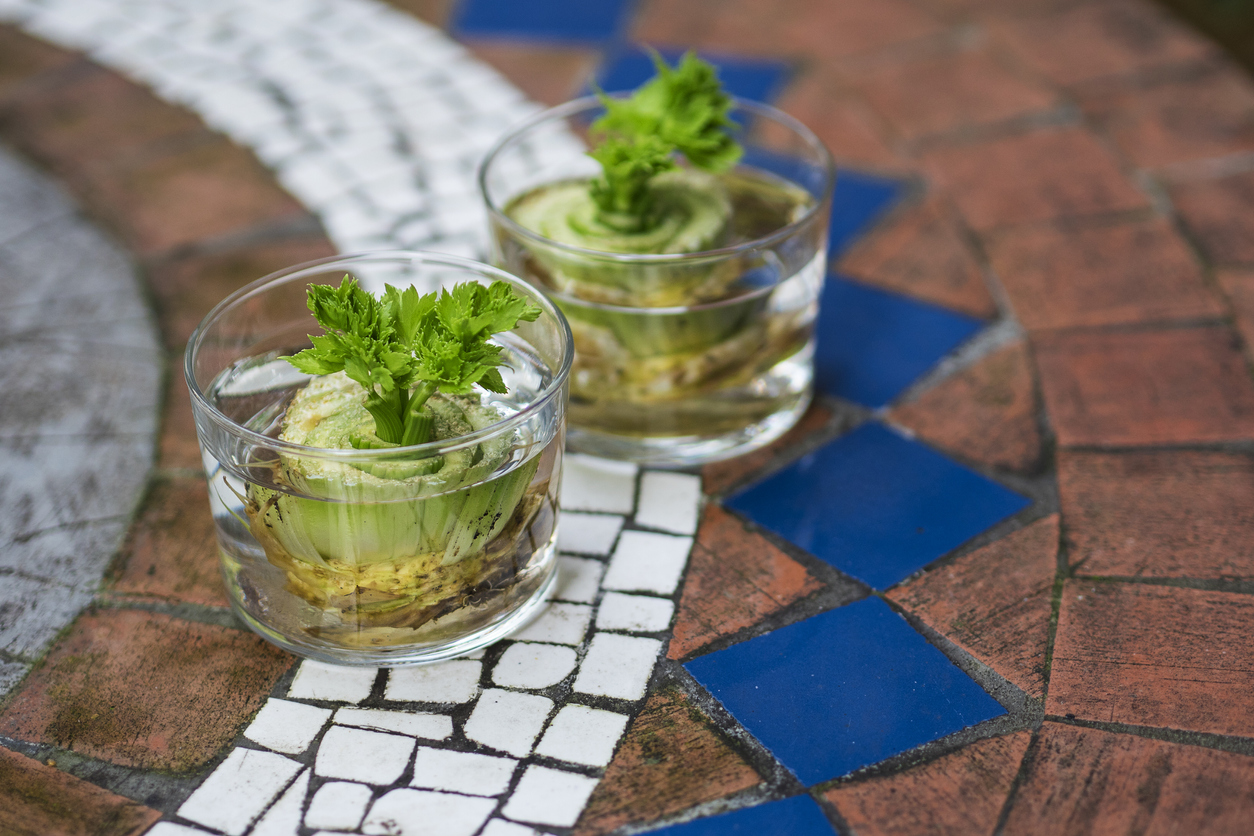 Propagating celery plants in small glass containers sitting on tiled counter.