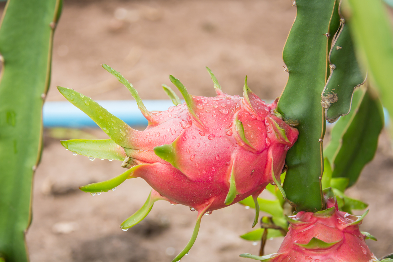 Freshly watered dragon fruit plant.