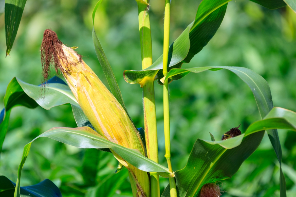 Corn growing on corn stalk.