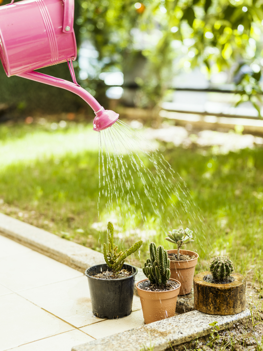 Are Your Succulents Dying over Overwatering? Here's How to Tell