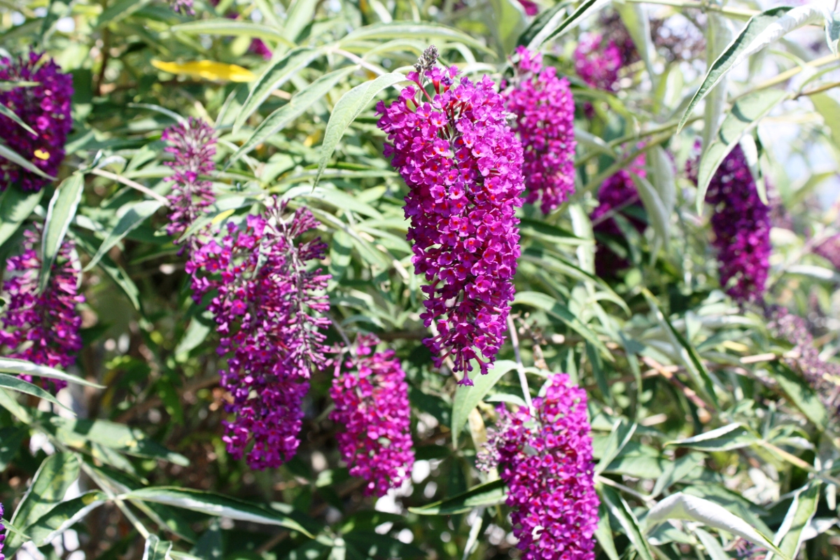 fleurs qui attirent les abeilles – buissons à papillons violets