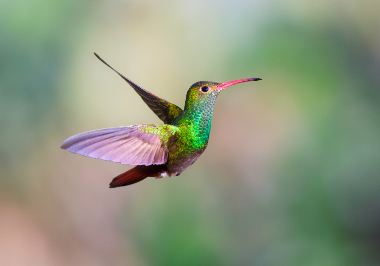 iStock-506606754 oiseaux qui tirent leur couleur de ce qu'ils mangent colibri