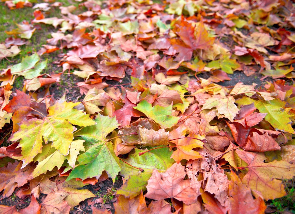 The Best Things You Can Do for Your Yard This Fall