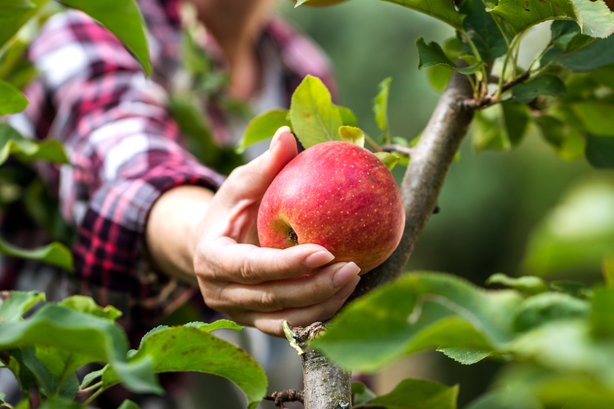 Woman picking apple from tree