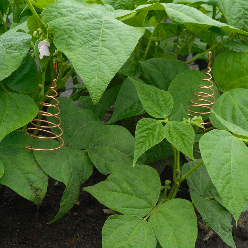 antenne atmosphérique d'électroculture dans le jardin potager