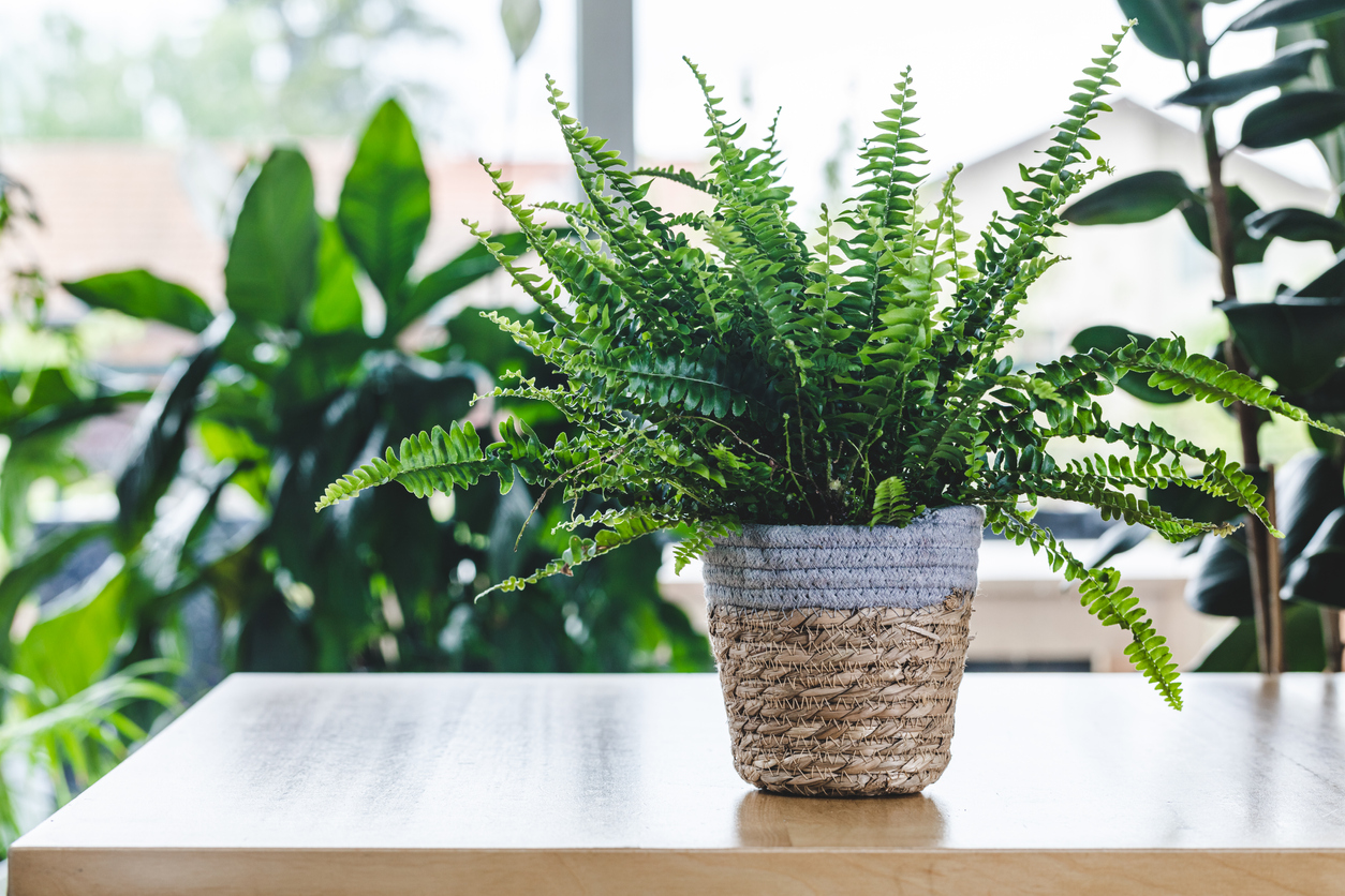 iStock-1317406523 plantes d'intérieur les plus difficiles à maintenir en vie fougère de boston en pot sur une table en bois