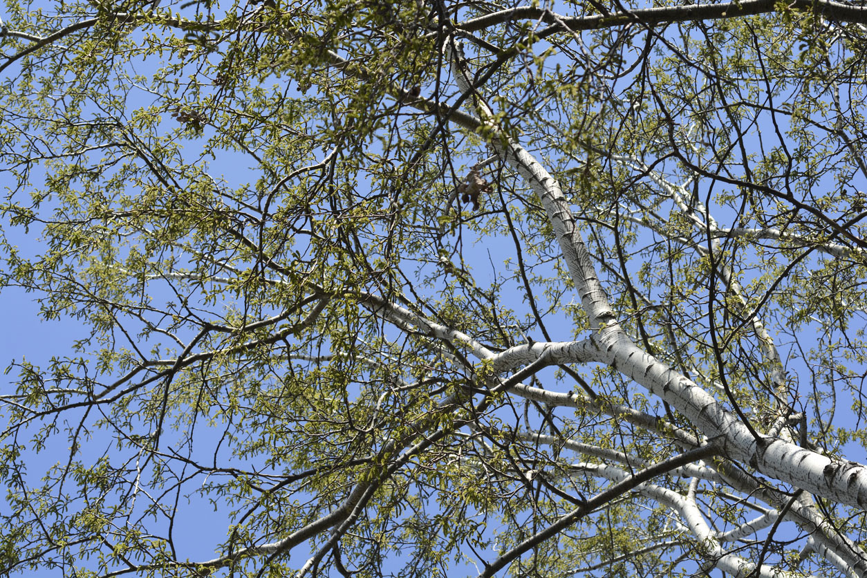 White Trees White Poplar