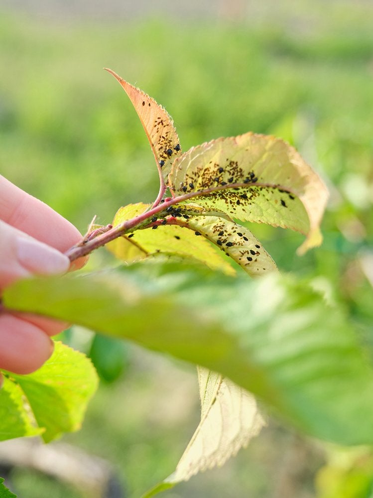 9 Signs You Have a Pest Problem in the Garden