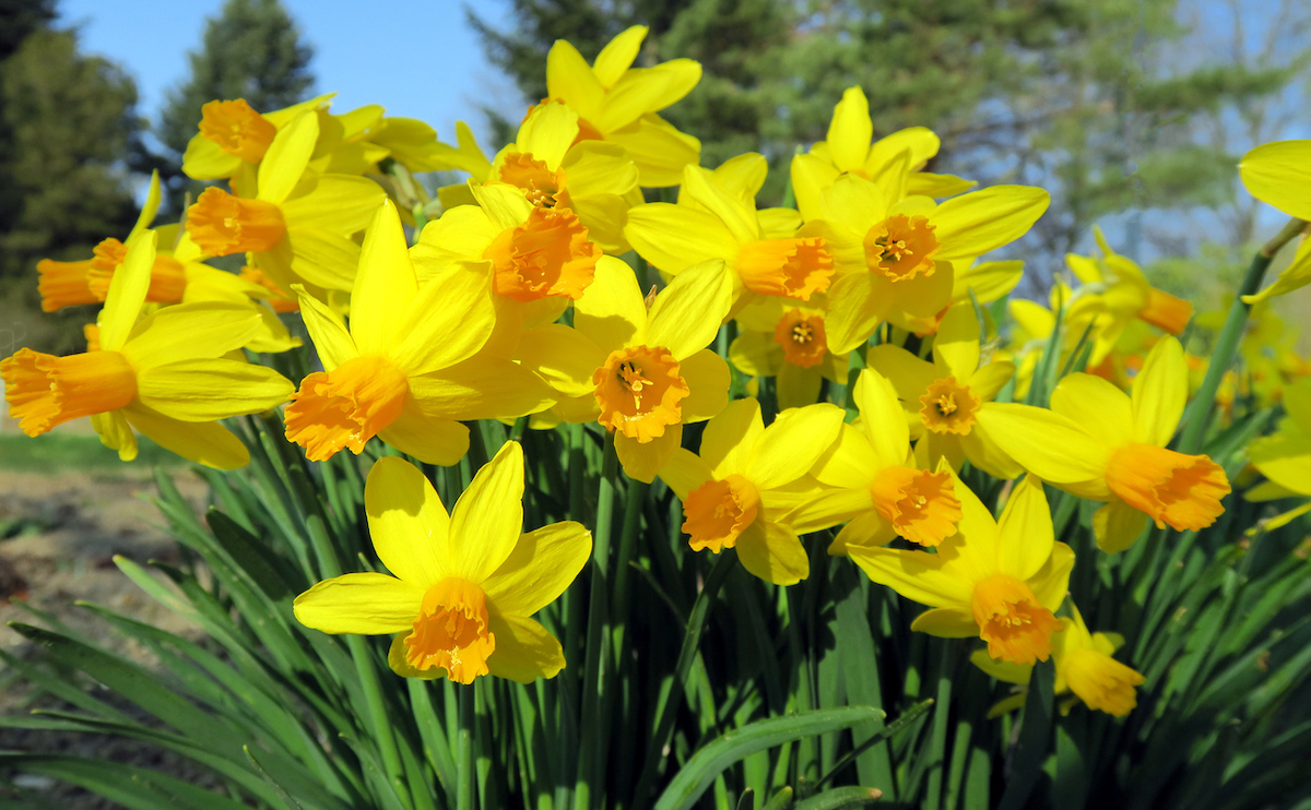 jonquilles poussant dans un jardin familial