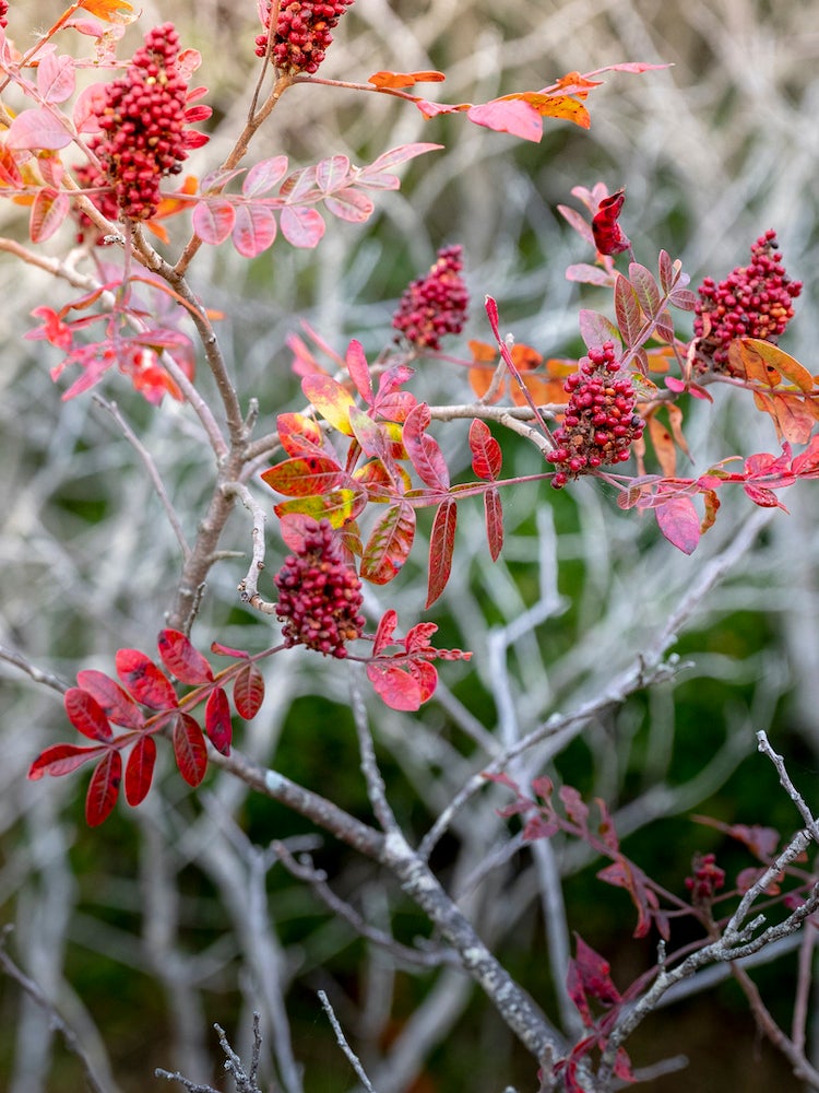 10 Garden Plants That Will Feed Backyard Birds in Fall and Winter