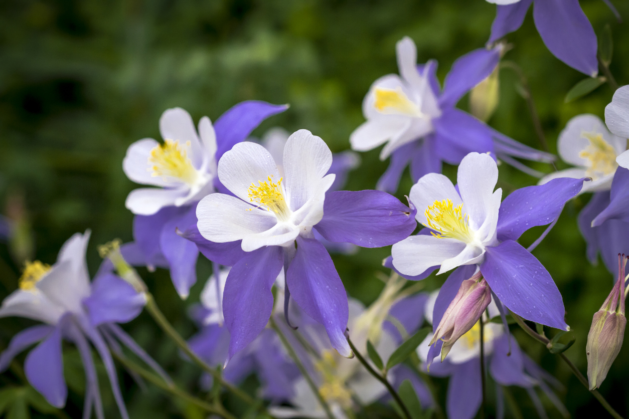 Purple Columbine flowers growing outdoors.