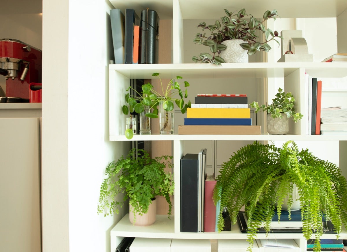 10 façons de décorer avec des plantes d'intérieur pour une touche de personnalité