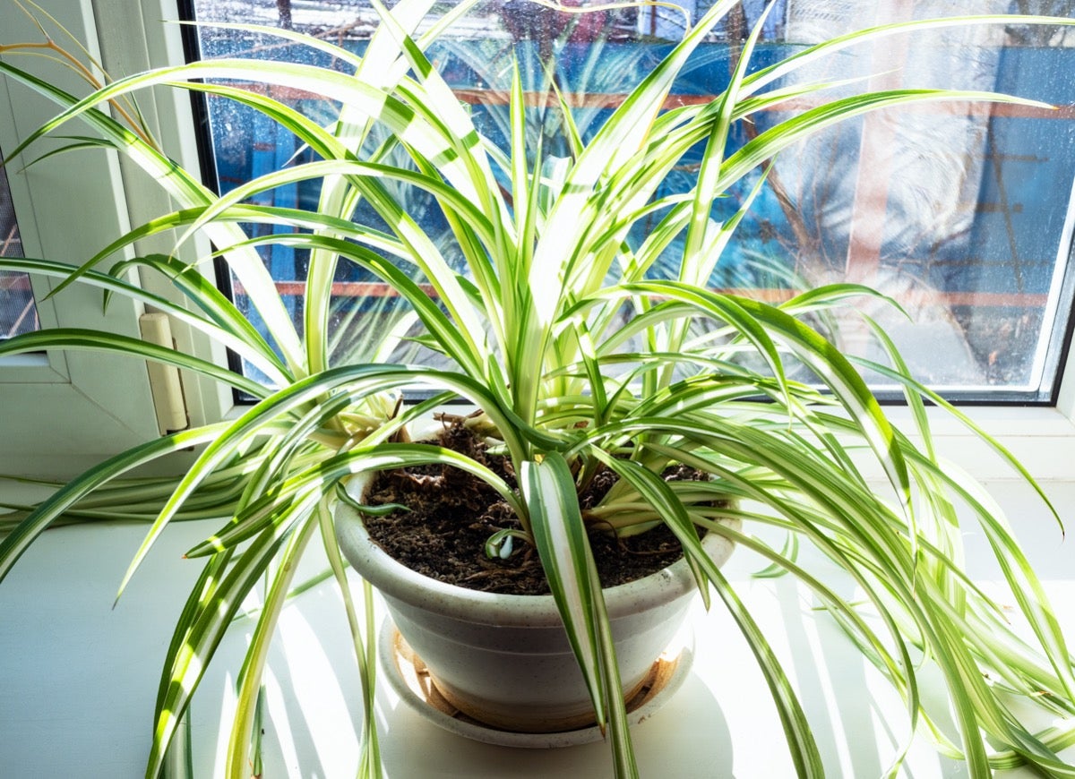 These 11 Plants May Help Keep Your House Cool