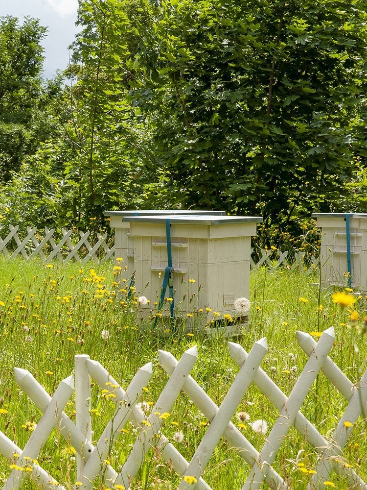 Miel fait maison : comment garder des abeilles dans votre propre jardin