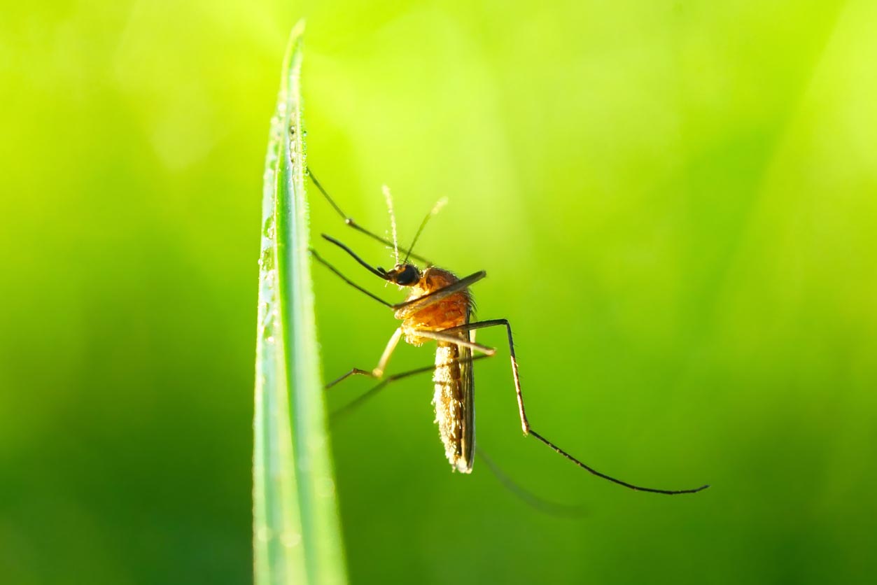 Common Garden Pests Mosquitoes