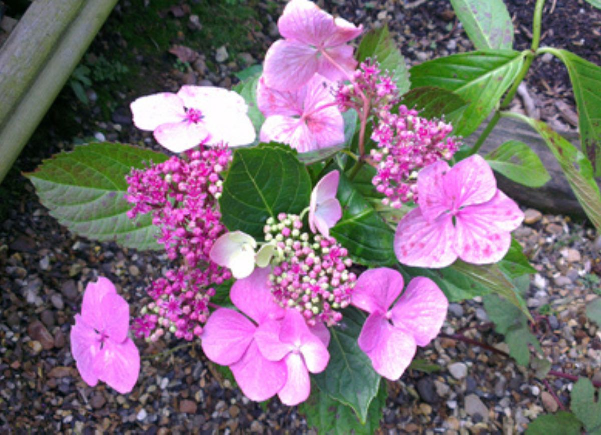 Plant These 12 Hydrangeas for a Showstopping Garden