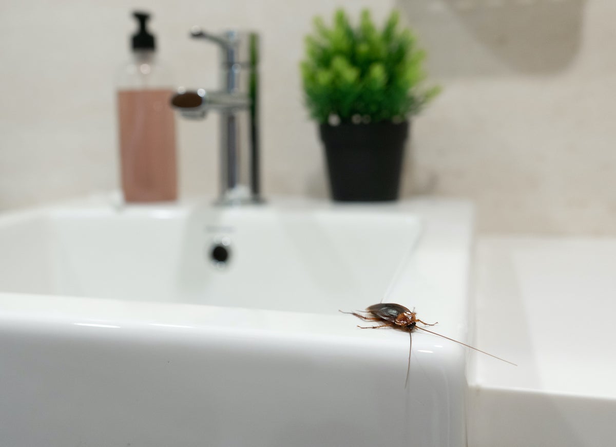 8 Pest-Control Myths You Shouldn’t Believe