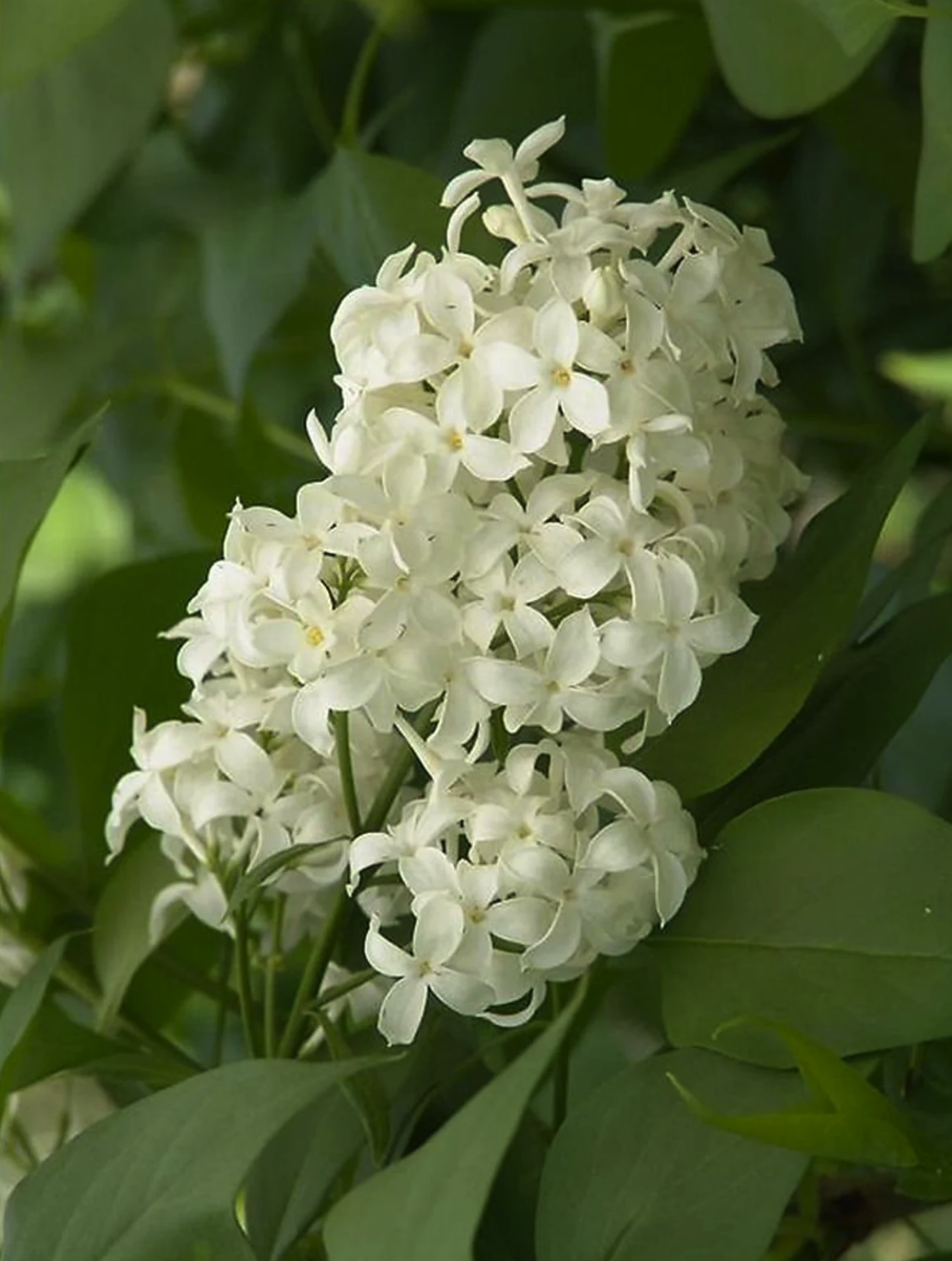 lilac varieties