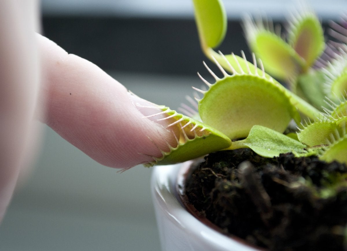 The 13 Creepiest Houseplants You’ve Ever Seen