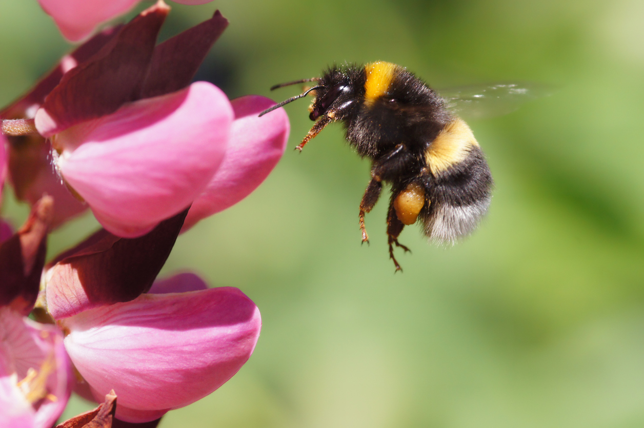 types of bees - bumble bee