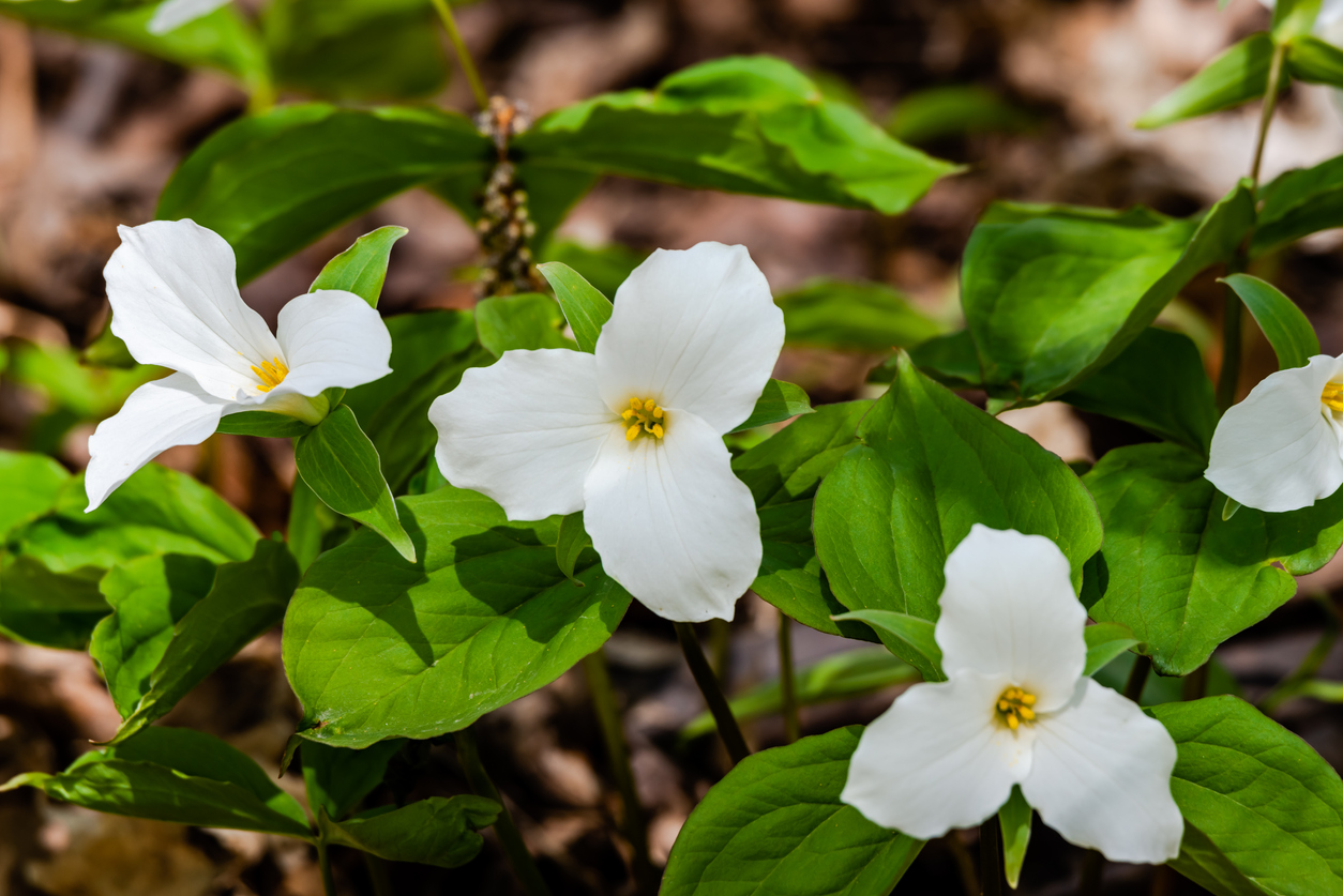 shade flowers