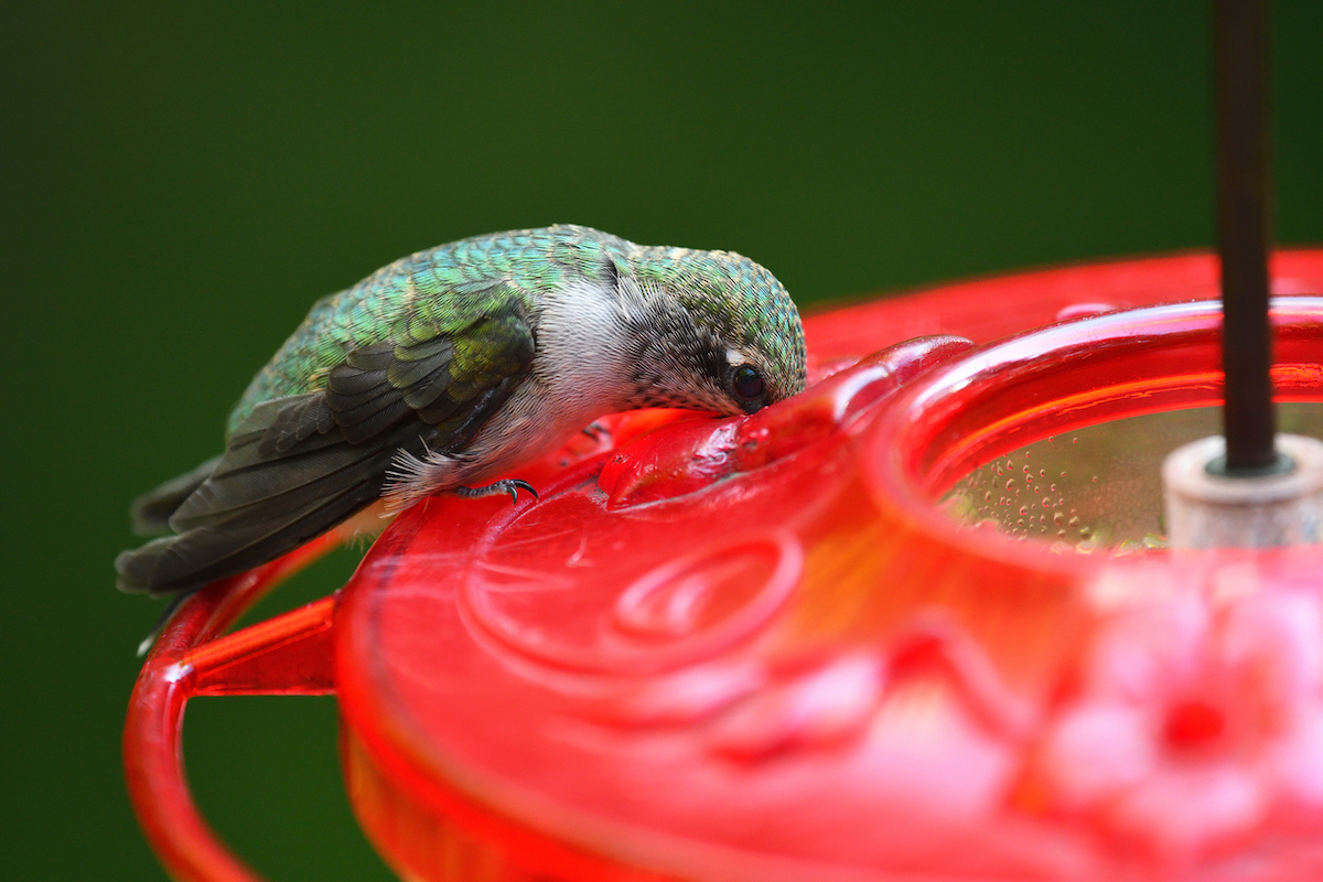 how to keep bees away from hummingbird feeders