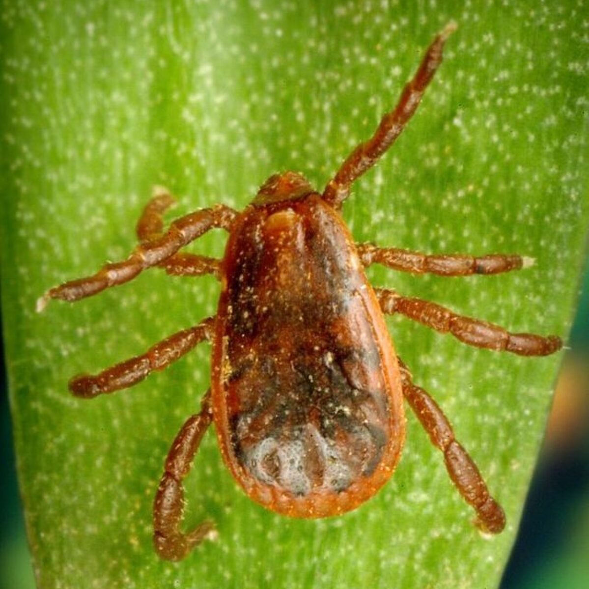 types of ticks - close up of light brown tick