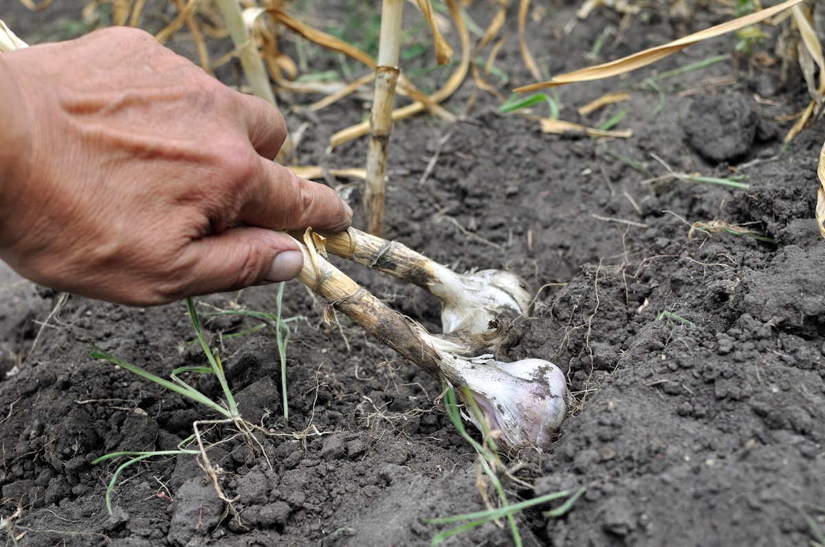 Harvesting garlic from garden.