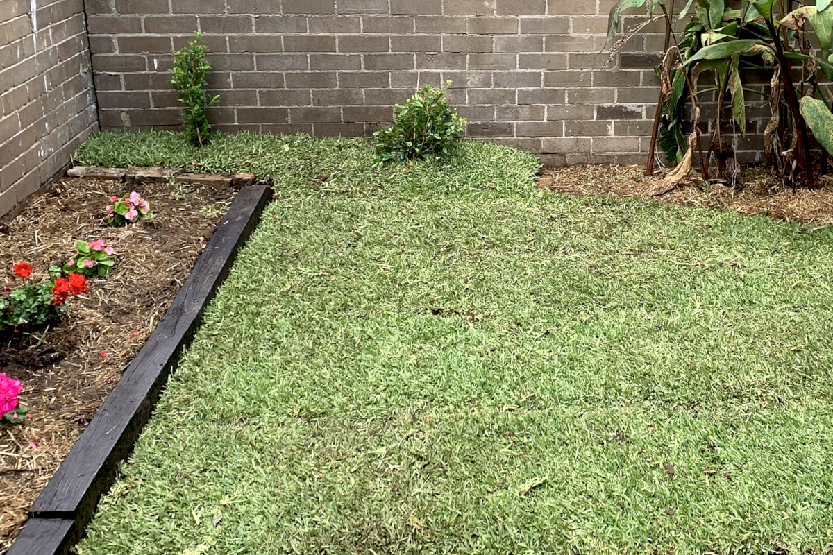 A small backyard fenced in by brick features a dense lawn of buffalo grass, a tall bird of paradise plant, and a garden bed of flowers.